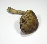 Leccinum pseudoscabrum image