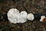 Trametes lactinea image