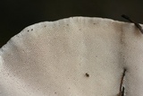 Trametes lactinea image