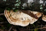 Trametes lactinea image
