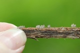 Arcyria cinerea image