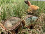 Lactarius deliciosus var. olivaceosordidus image