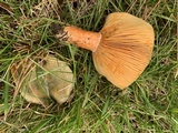 Lactarius deliciosus var. olivaceosordidus image