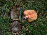 Lactarius deliciosus var. olivaceosordidus image