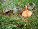 Lactarius deliciosus var. olivaceosordidus image