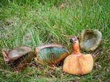 Lactarius deliciosus image