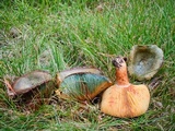 Lactarius deliciosus var. olivaceosordidus image
