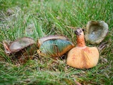 Lactarius deliciosus var. olivaceosordidus image