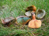 Lactarius deliciosus var. olivaceosordidus image