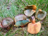 Lactarius deliciosus var. olivaceosordidus image