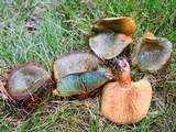 Lactarius deliciosus var. olivaceosordidus image