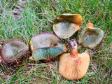 Lactarius deliciosus var. olivaceosordidus image