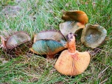 Lactarius deliciosus var. olivaceosordidus image