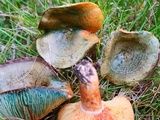 Lactarius deliciosus var. olivaceosordidus image