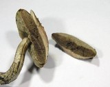 Leccinum pseudoscabrum image