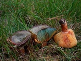 Lactarius deliciosus var. olivaceosordidus image