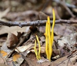 Clavulinopsis fusiformis image