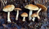 Inocybe ceskae image