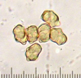 Inocybe ceskae image