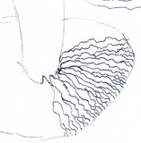 Rhodocollybia butyracea image