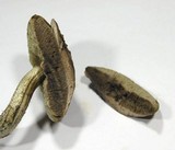 Leccinum pseudoscabrum image