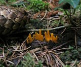 Calocera viscosa image