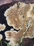 Coniophora puteana image