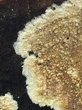 Coniophora puteana image