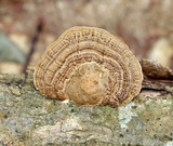 Daedaleopsis confragosa image