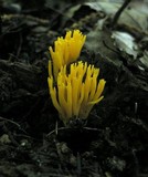 Calocera viscosa image