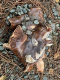 Tricholoma fracticum image
