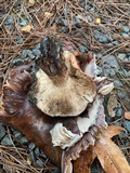 Tricholoma fracticum image