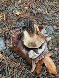 Tricholoma fracticum image