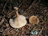 Clitocybe costata image