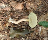 Leccinum longicurvipes image