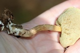 Leccinum longicurvipes image