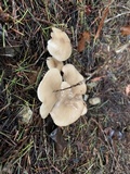 Clitocybe fragrans image