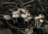 Gymnopus confluens image