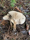 Clitocybe fragrans image