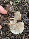 Clitocybe fragrans image