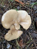 Clitocybe fragrans image