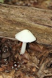 Amanita aestivalis image