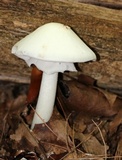 Amanita aestivalis image