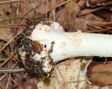 Amanita aestivalis image