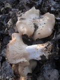 Clitocybe brunneocephala image