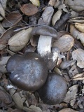 Entoloma ferruginans image