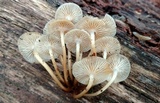 Mycena aprilis image