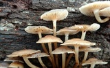 Mycena aprilis image