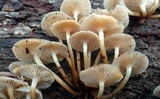 Mycena aprilis image