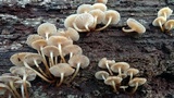 Mycena aprilis image